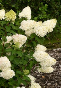 Hydrangea paniculata Living Silver Dollar®