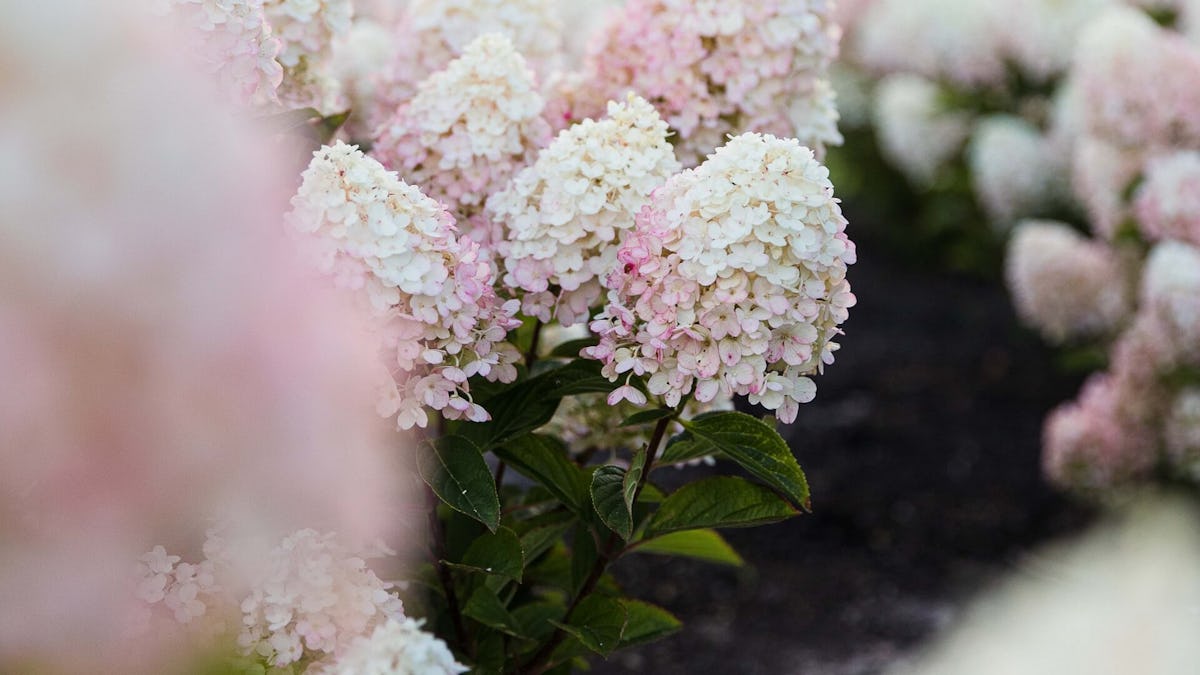 Hortensia in de schaduw