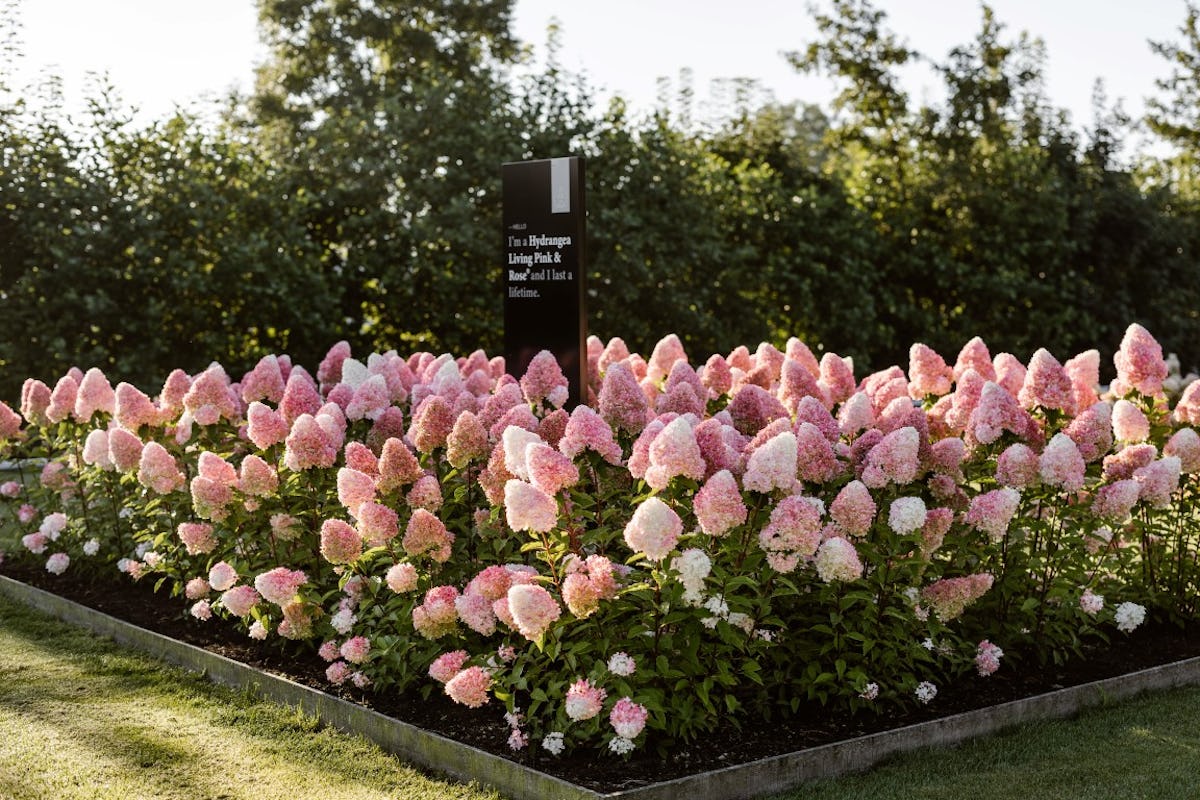 Pluimhortensia kopen
