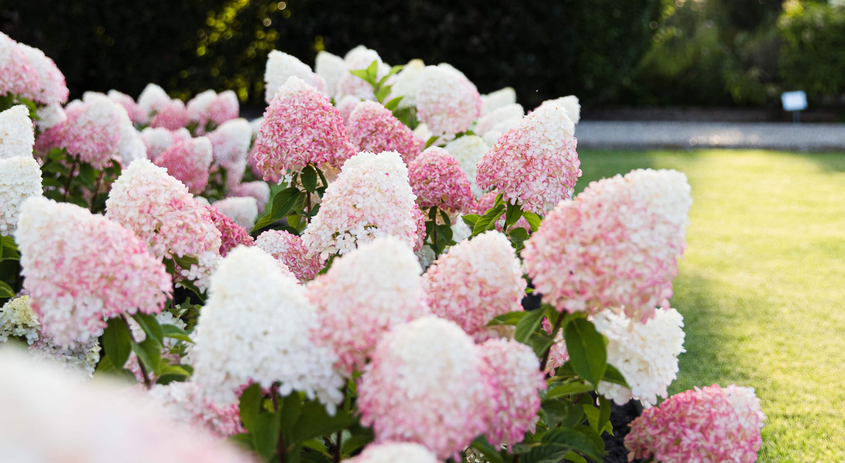 Hydrangea paniculata (pluimhortensia) Living Pink & Rose