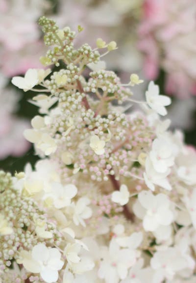 Hydrangea paniculata Living Pinky Winky®