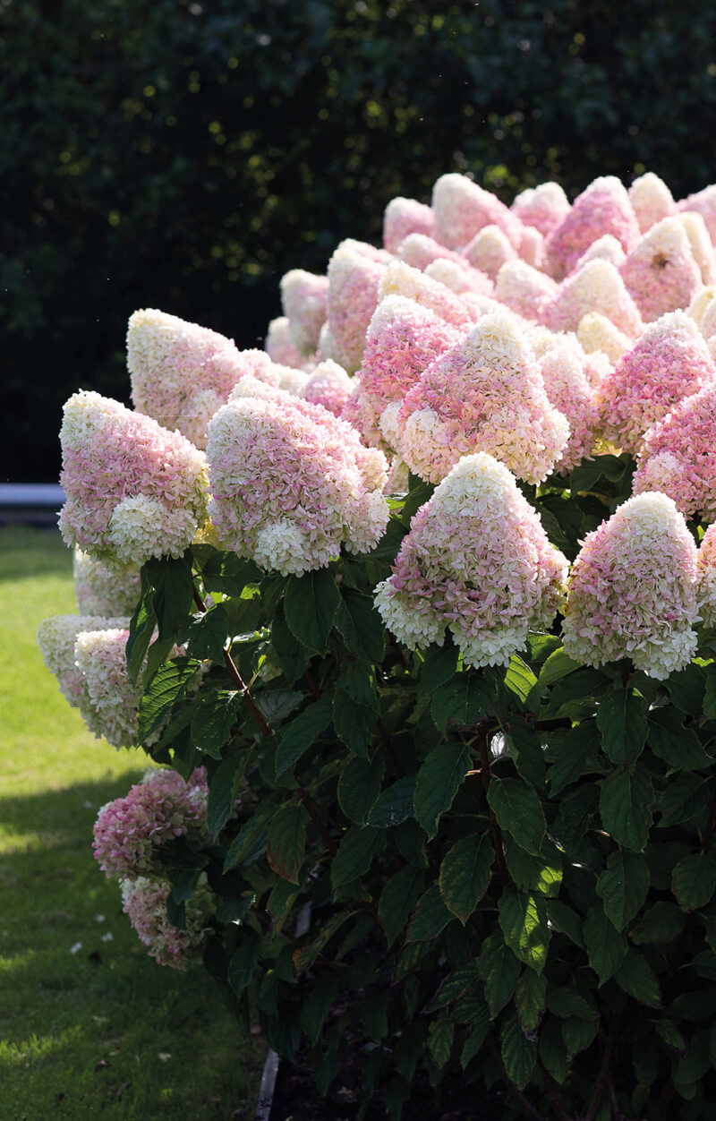 Hydrangea Living Summer Love®