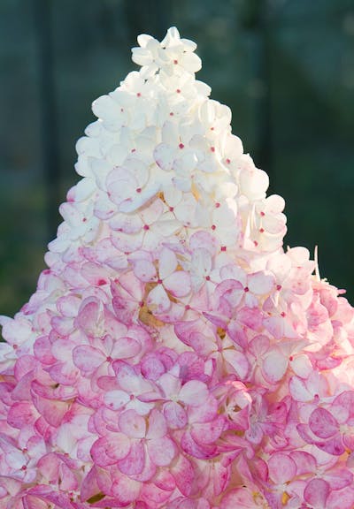 Hydrangea paniculata Living Vanille Fraise®