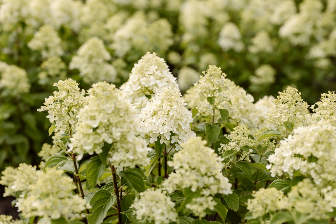 Hydrangea Limelight