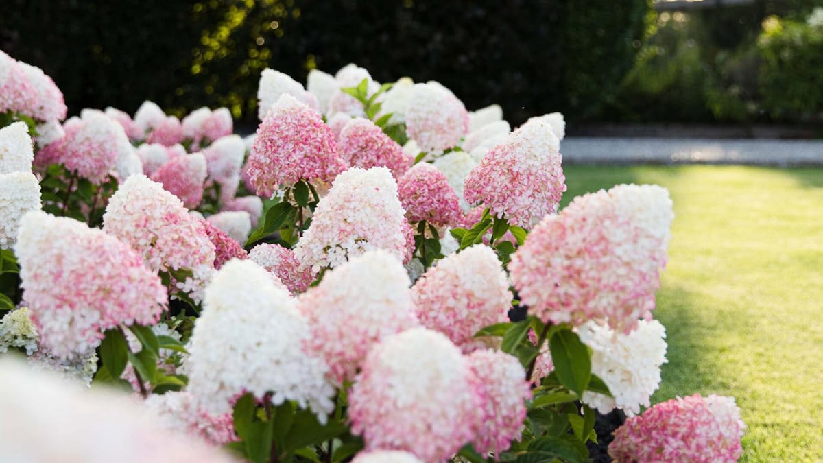 How to plant a panicle Hydrangea?