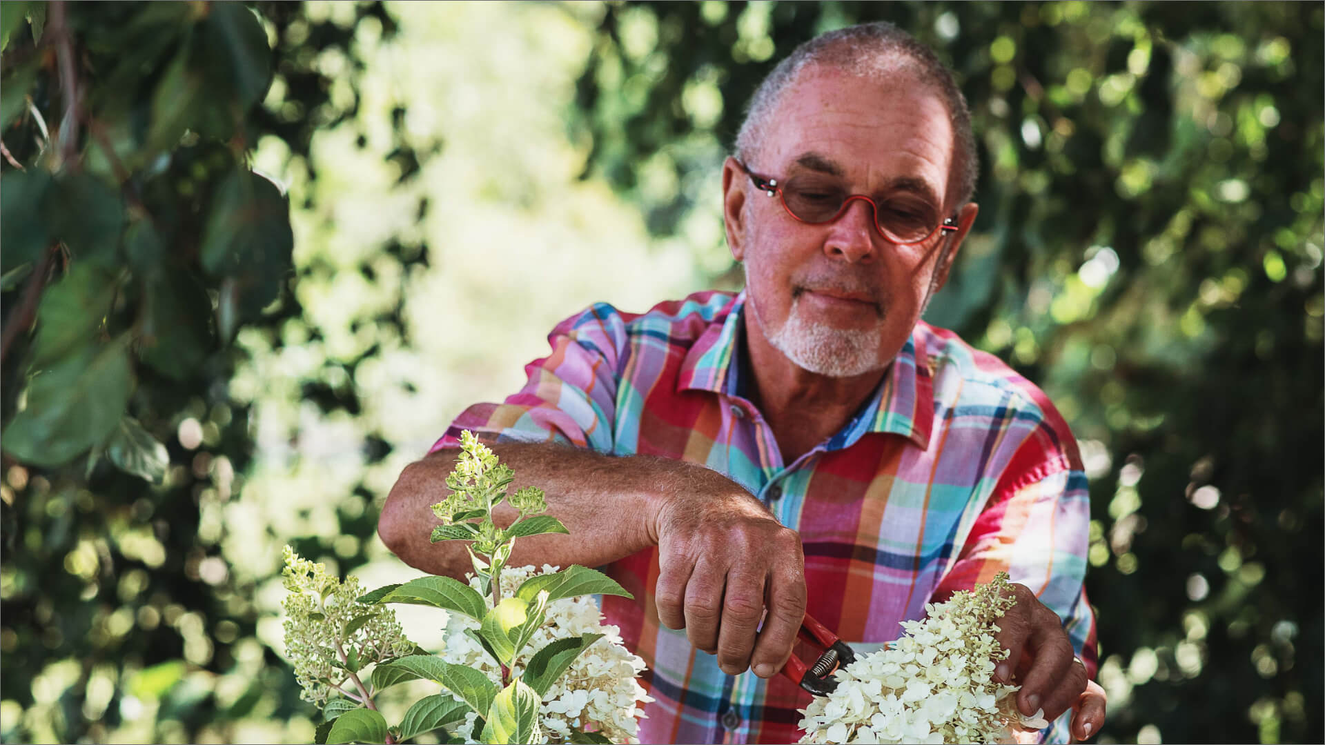 How to prune a panicle Hydrangea?