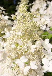 Hydrangea paniculata Living Brussels Lace®
