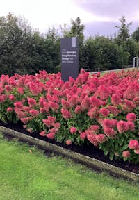 Living Strawberry Blossom in september