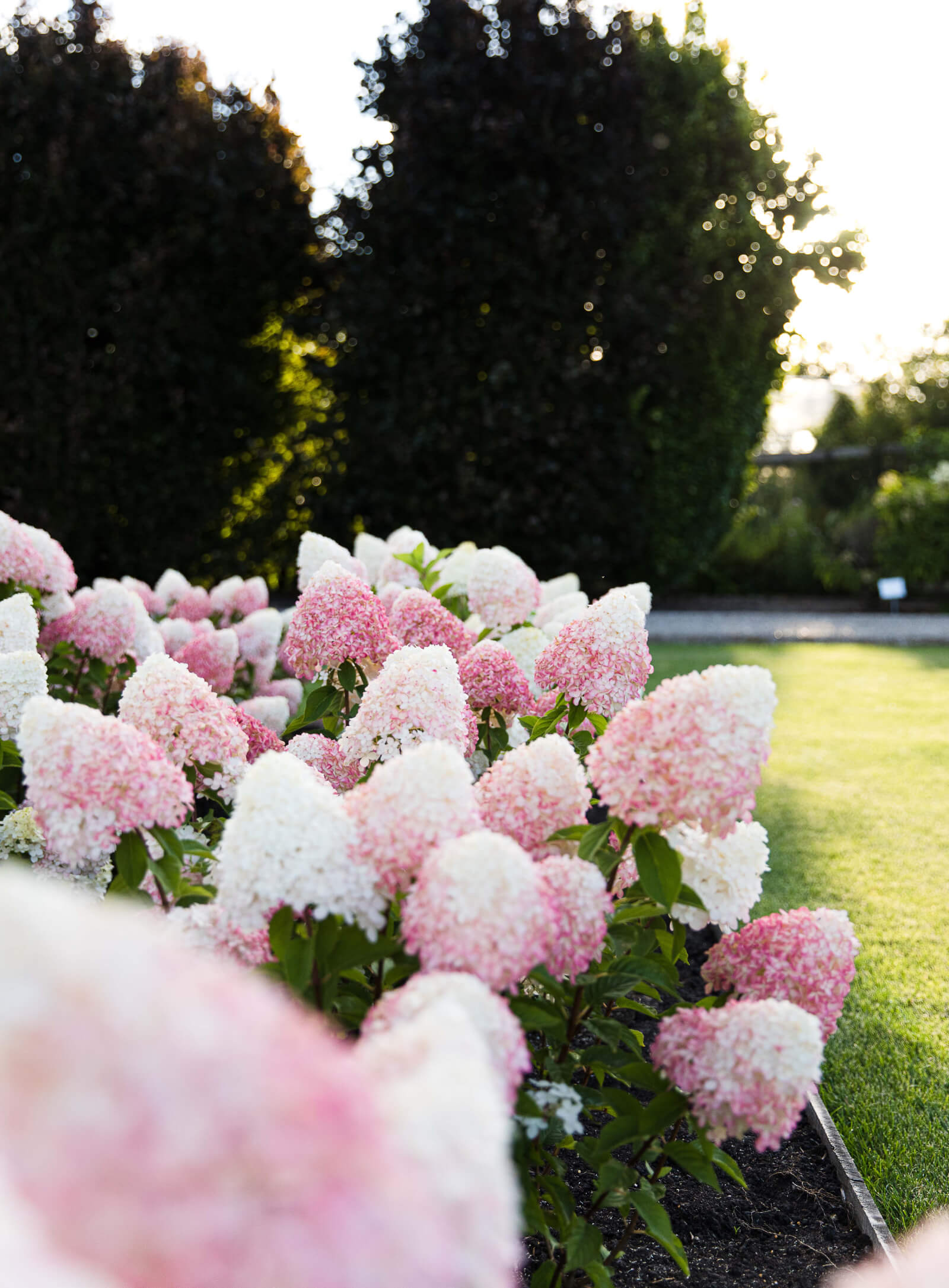 Hydrangea paniculata (pluimhortensia) Living Pink & Rose