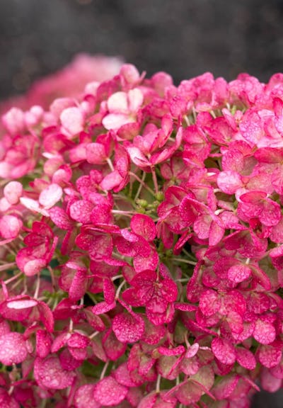 Living Creations | Hydrangea paniculata Living Little Rosy | Rispenhortensie