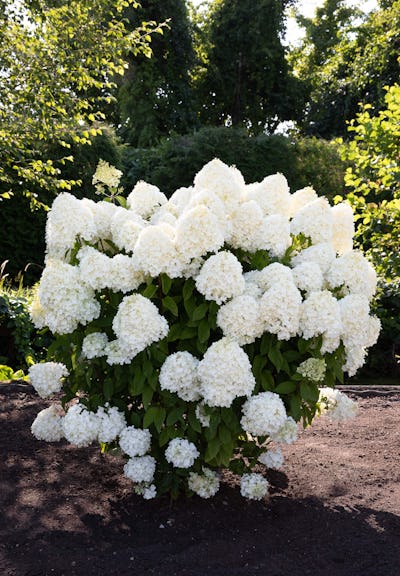 Hydrangea paniculata Living Summer Snow