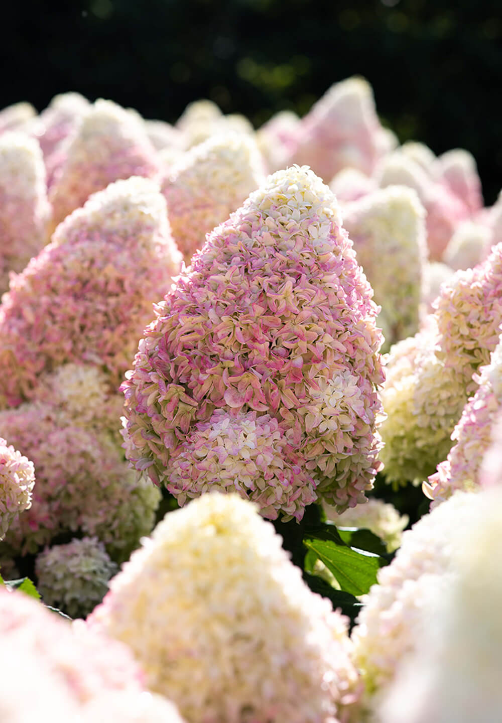 Hydrangea paniculata Living Candy Love®