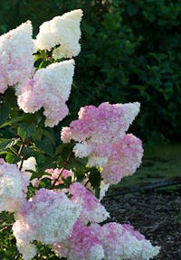 Hydrangea paniculata Living Vanille Fraise®