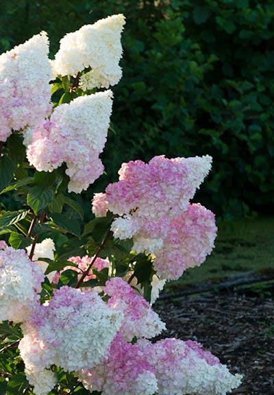 Hydrangea paniculata Living Vanille Fraise®