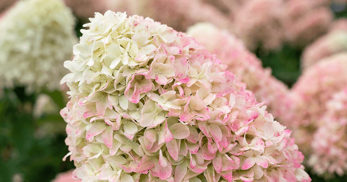 Канди лав гортензия метельчатая фото Hydrangea paniculata Living Candy Love ®