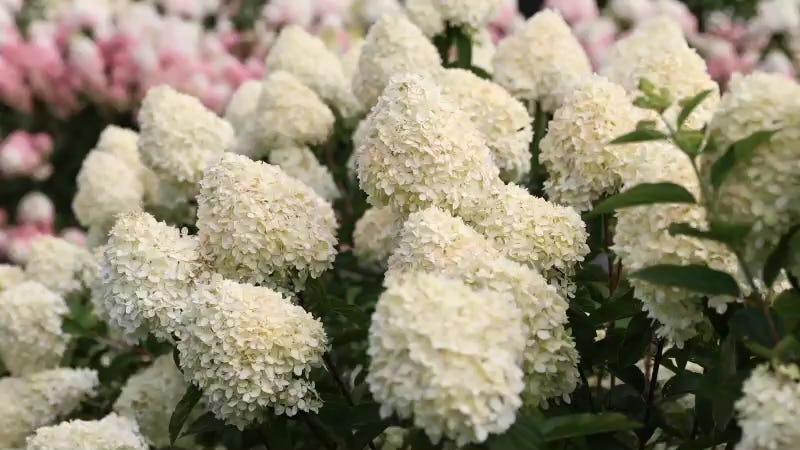 Hydrangea paniculata Living Cotton Cream®
