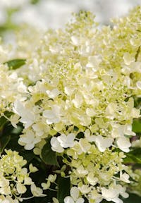Living Creations | Hydrangea paniculata Living Milk & Honey | pluimhortensia