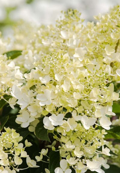 Living Creations | Hydrangea paniculata Living Milk & Honey | pluimhortensia