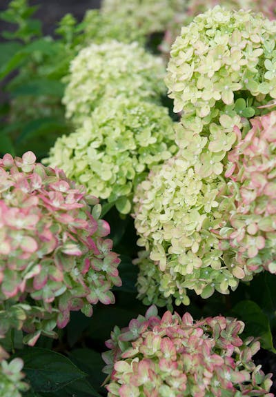 Hydrangea paniculata Living Little Lime®