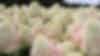 Hydrangea paniculata Living Candy Love®