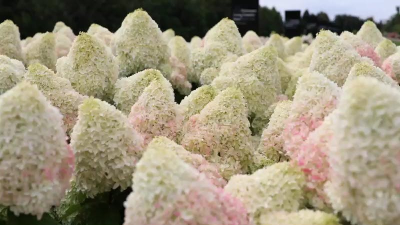 Hydrangea paniculata Living Candy Love®