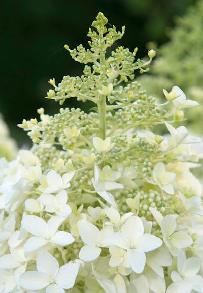 Hydrangea paniculata Living Dolly®
