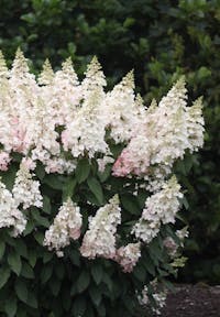 Hydrangea paniculata Living Pinky Winky®