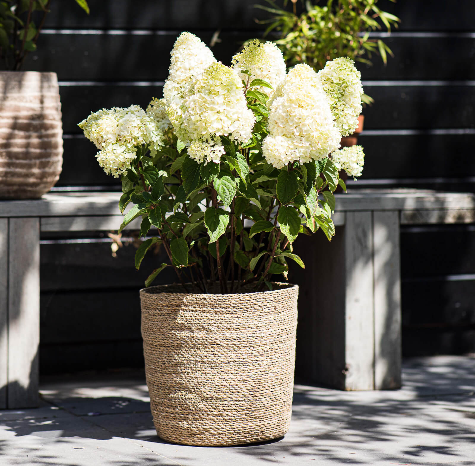 Hydrangea paniculata (pluimhortensia) Living Summer Snow