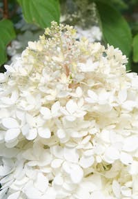 Hydrangea paniculata Living Phantom®