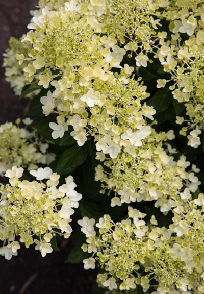Living Creations | Hydrangea paniculata Living Milk & Honey | pluimhortensia