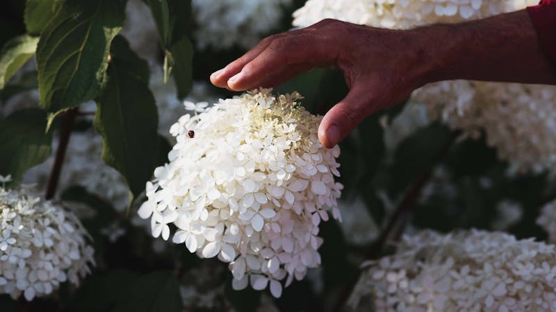 A hand touching a Living Royal Flower® Hydrangea.