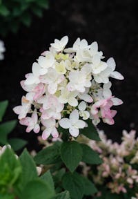 Hydrangea paniculata Living Touch of Pink