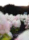 Hydrangea paniculata (pluimhortensia) Living Little Blossom
