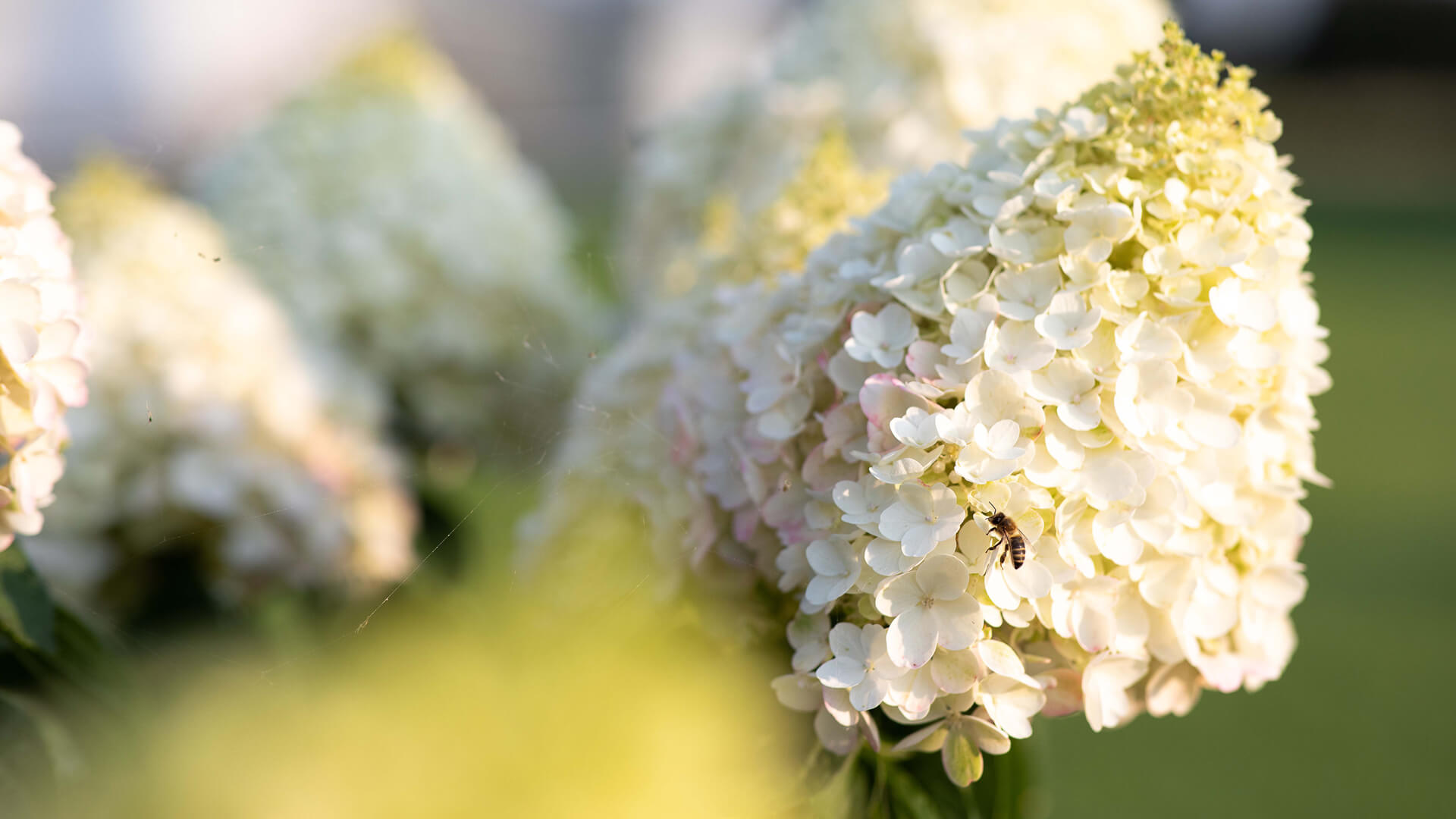 A bee visiting a Hydrangea paniculata Living Pinky Promise®