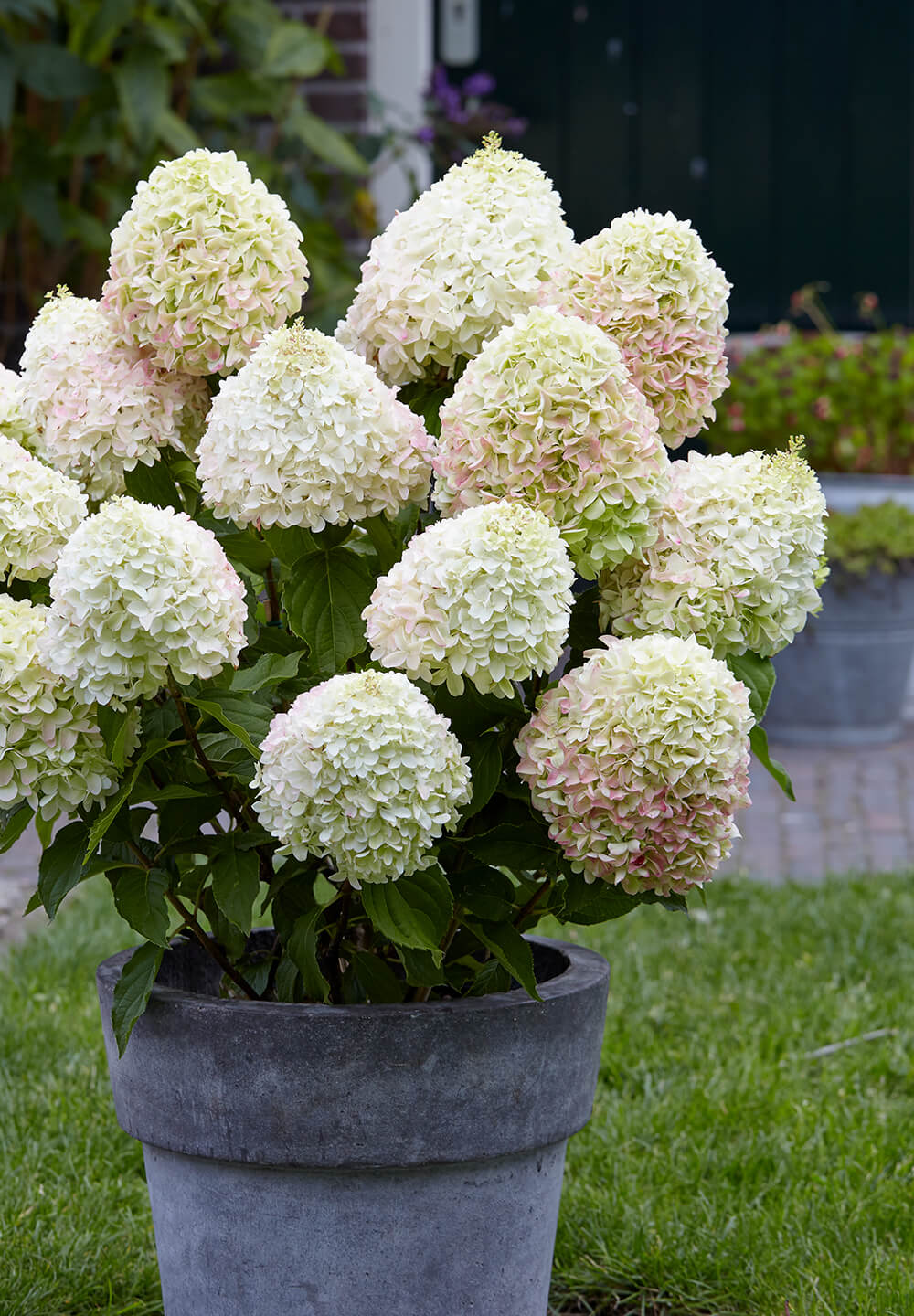 Hydrangea paniculata Living Candy Love®