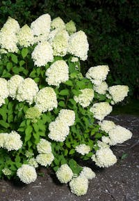 Hydrangea paniculata Living Limelight®