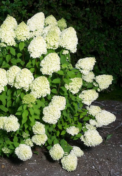Hydrangea paniculata Living Limelight®