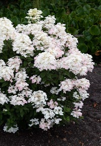 Hydrangea paniculata Living Touch of Pink®
