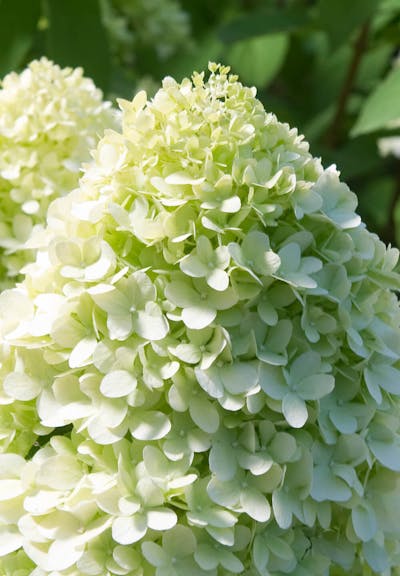 Hydrangea paniculata Living Limelight®