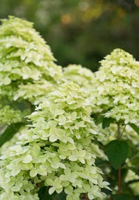Hydrangea paniculata Living Magical Candle®