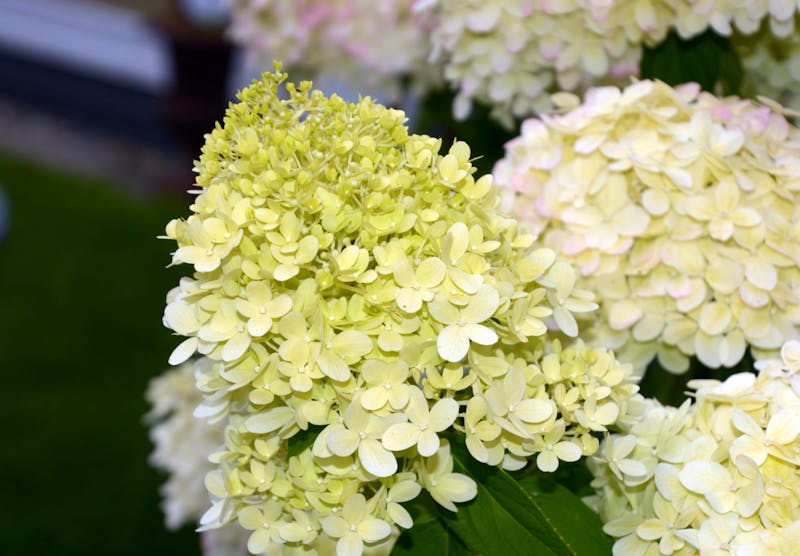 Hydrangea Paniculata Kyushu