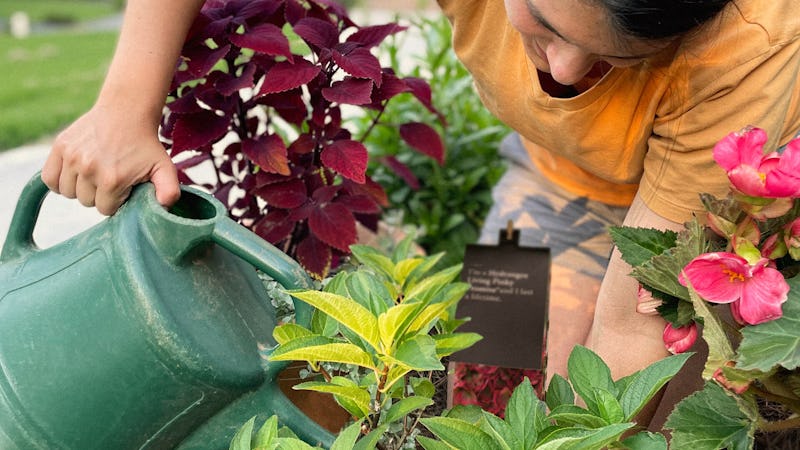 Michelle giving her Hydrangea pan. Living Pinky Promise a bit of water. 