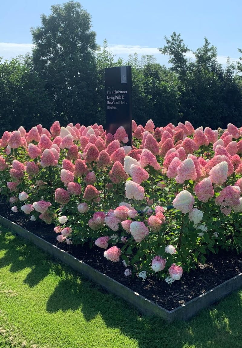 Hydrangea paniculata Living Pink & Rose®
