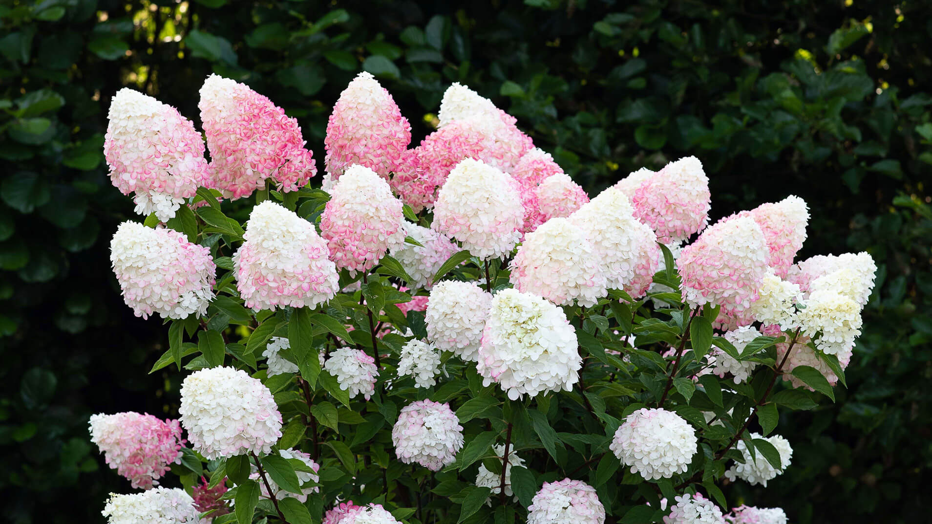 Living Creations | Pluimhortensia | Hydrangea | Paniculata | Hortensie | Interview Tuinbroekies | podcast