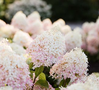 Hydrangea paniculata Living Royal Flower® (Living Creations)