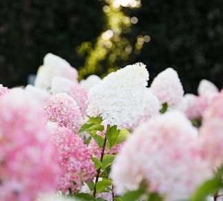 Hydrangea paniculata Living Pink & Rose® (Living Creations)