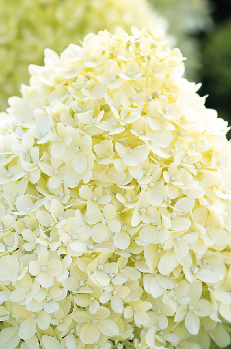 Hydrangea Living Cotton Cream®