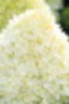 Hydrangea Living Cotton Cream®