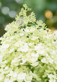 Hydrangea paniculata Living Bobo®