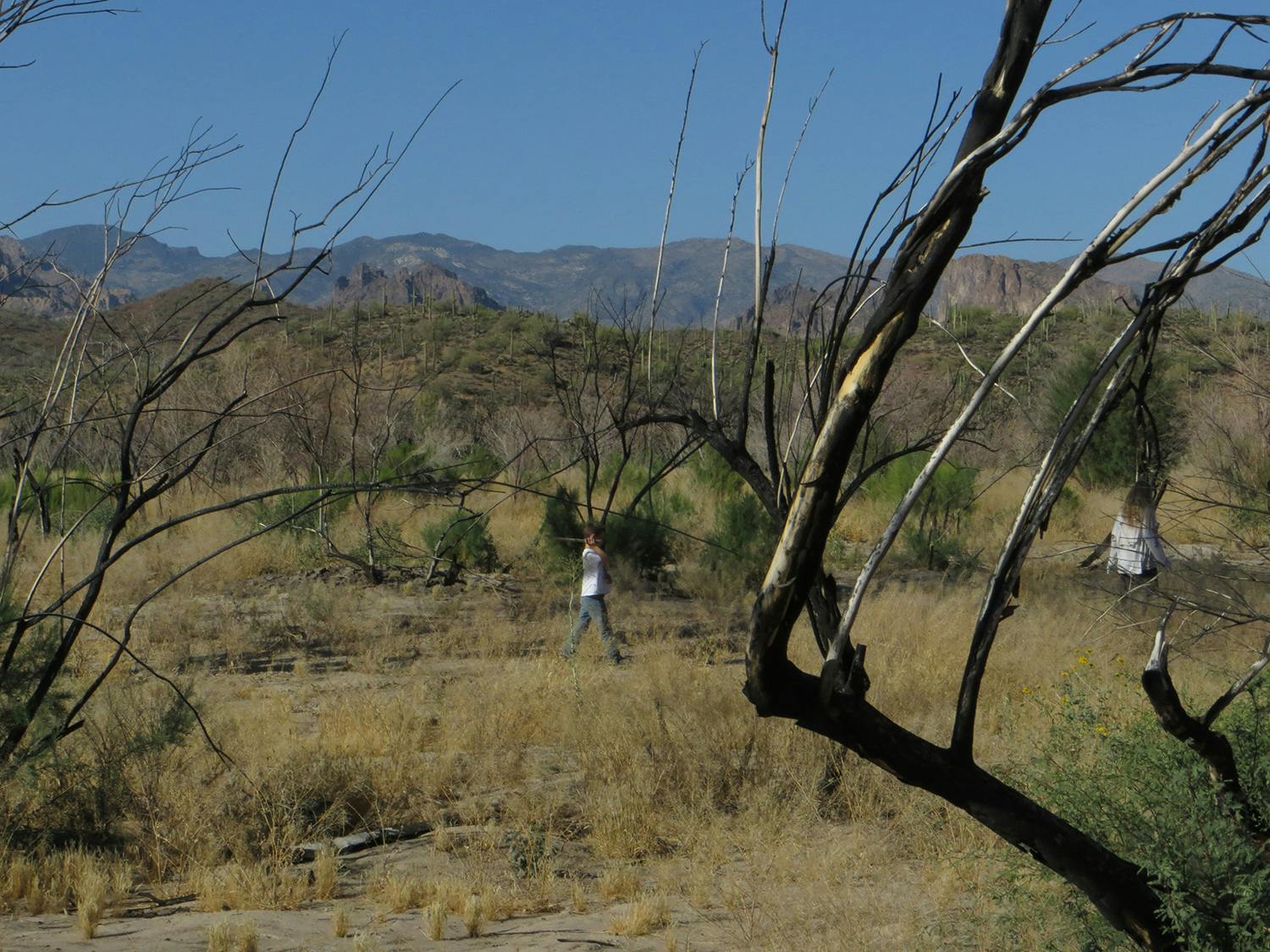 Filming in the trees